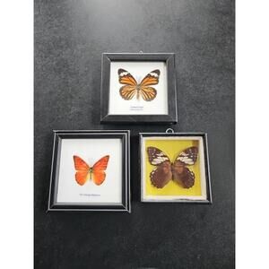 Real Framed Butterfly Taxidermy Collection Set of Three individually framed